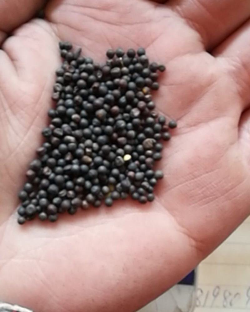 厂家直销精选大颗粒油菜籽，鸽粮油菜籽，及鸽粮配料