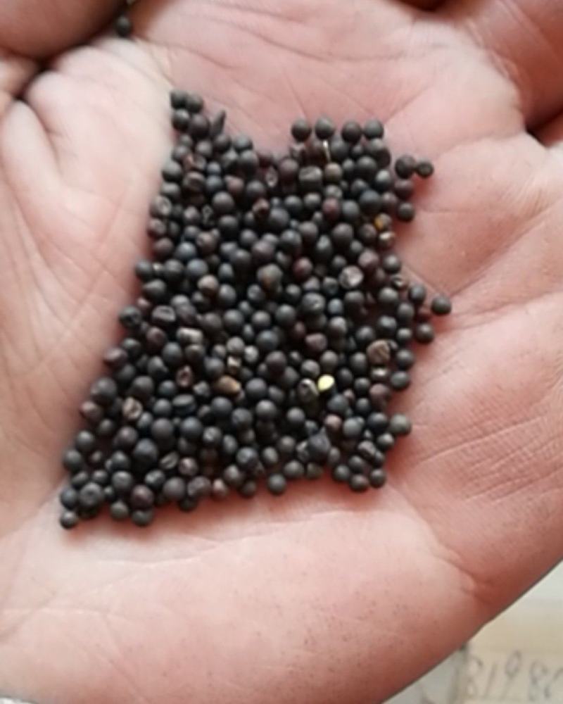 厂家直销精选大颗粒油菜籽，鸽粮油菜籽，及鸽粮配料