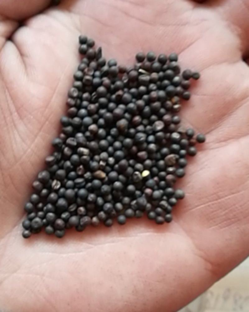 厂家直销精选大颗粒油菜籽，鸽粮油菜籽，及鸽粮配料