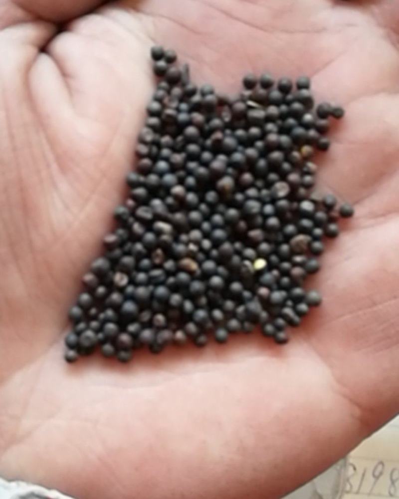 厂家直销精选大颗粒油菜籽，鸽粮油菜籽，及鸽粮配料