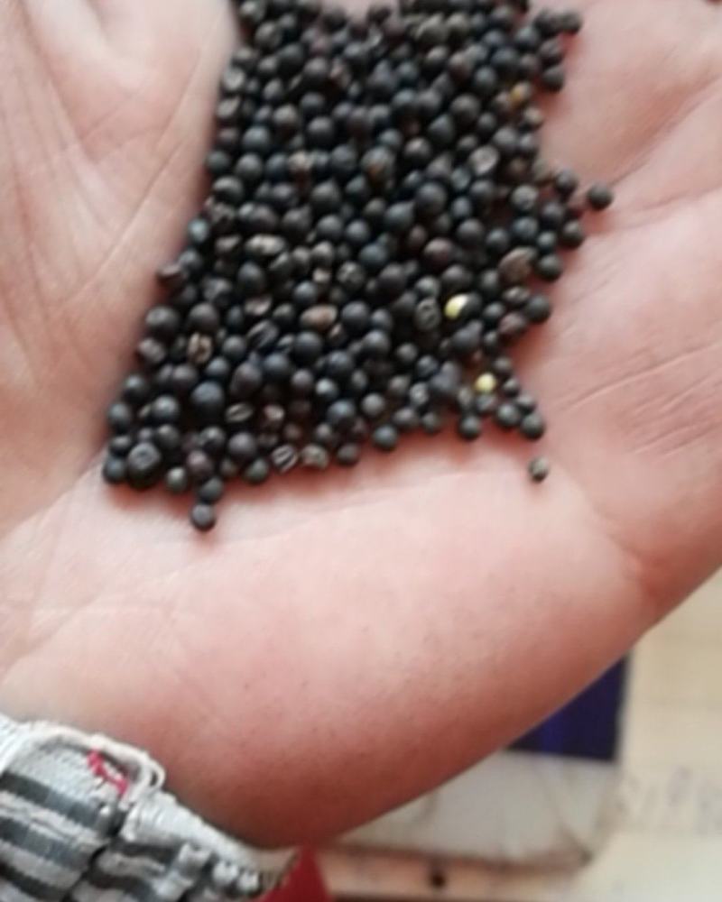 厂家直销精选大颗粒油菜籽，鸽粮油菜籽，及鸽粮配料