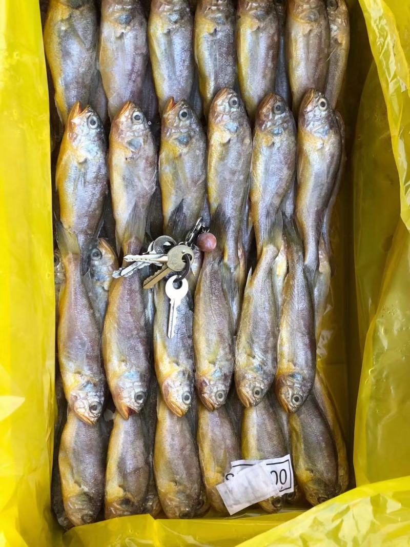 大黄鱼黄花鱼精品礼盒装冻品电商团购专供深海鱼产地直发