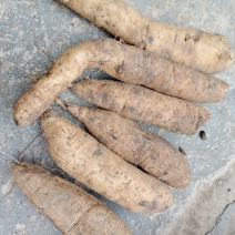 大量求购鲜天花粉根量大从优