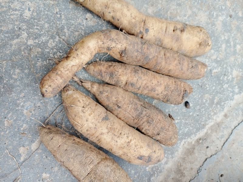 大量求购鲜天花粉根量大从优