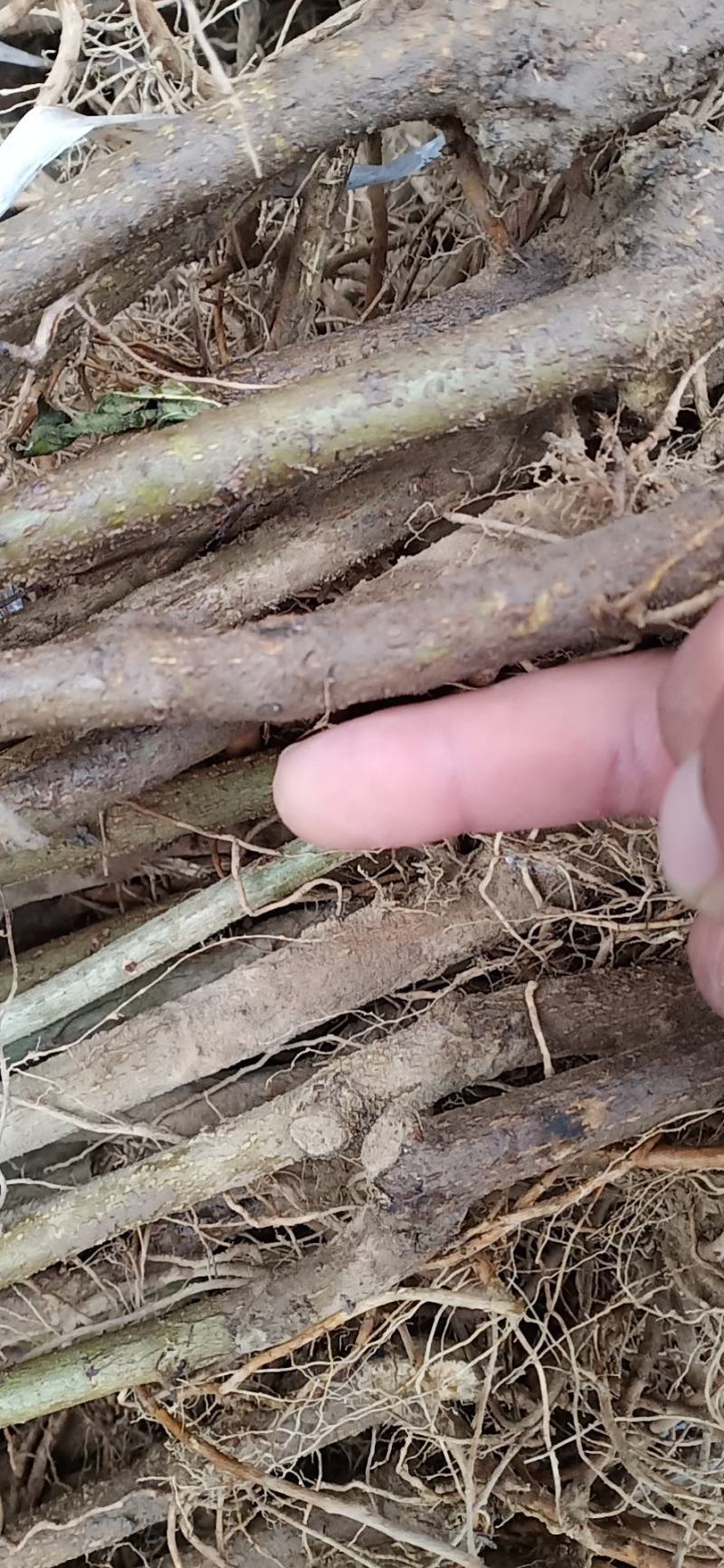 突尼斯软籽石榴苗，现挖现发保湿发货，提供技术支持