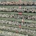 湖南竹竿，新鲜菜架竹，可用于豆角架，一手货源，货源充足！