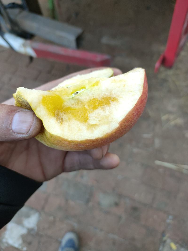 冰糖心红富士苹果海量货源大量供应，价格合理质量过硬