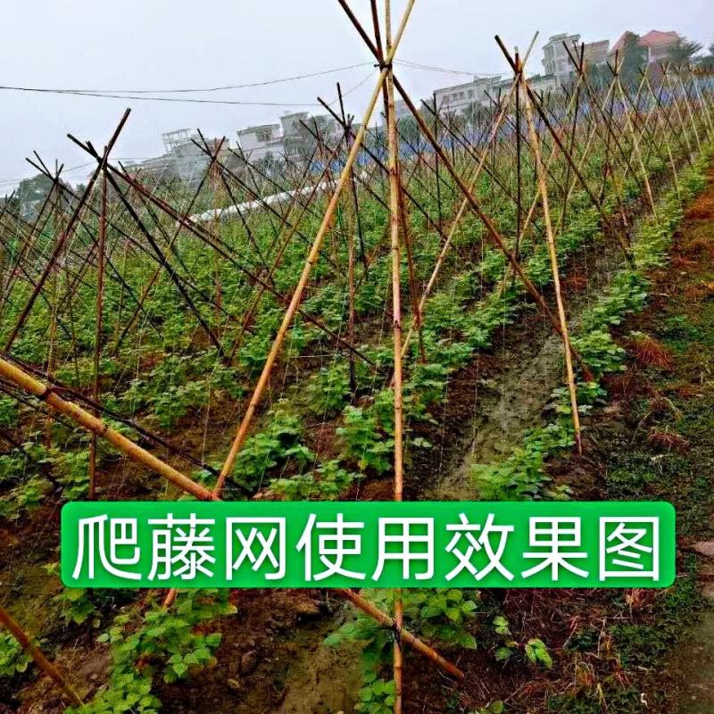 【粗六股爬藤网加粗线】黄瓜网苦瓜网丝瓜网植物攀爬网农业用