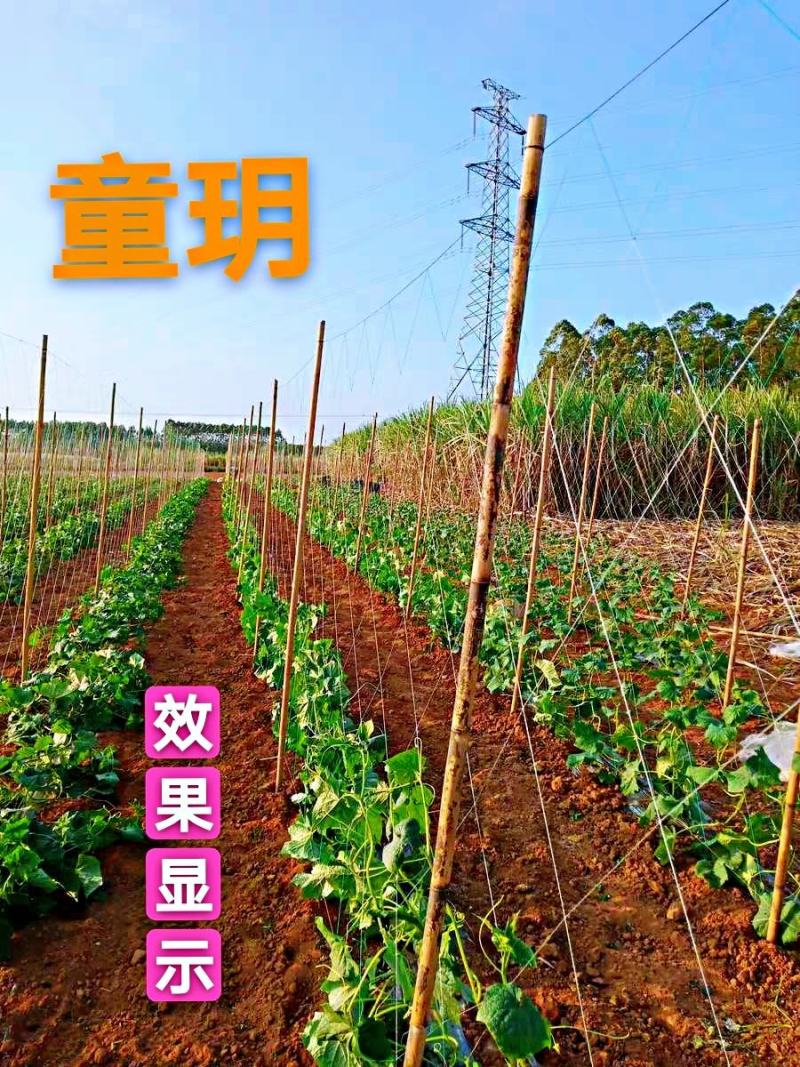 【粗六股爬藤网加粗线】黄瓜网苦瓜网丝瓜网植物攀爬网农业用