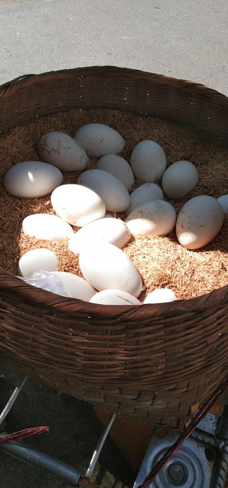 自家养殖场的鹅蛋每天2000以上，当天发货，保证新鲜。