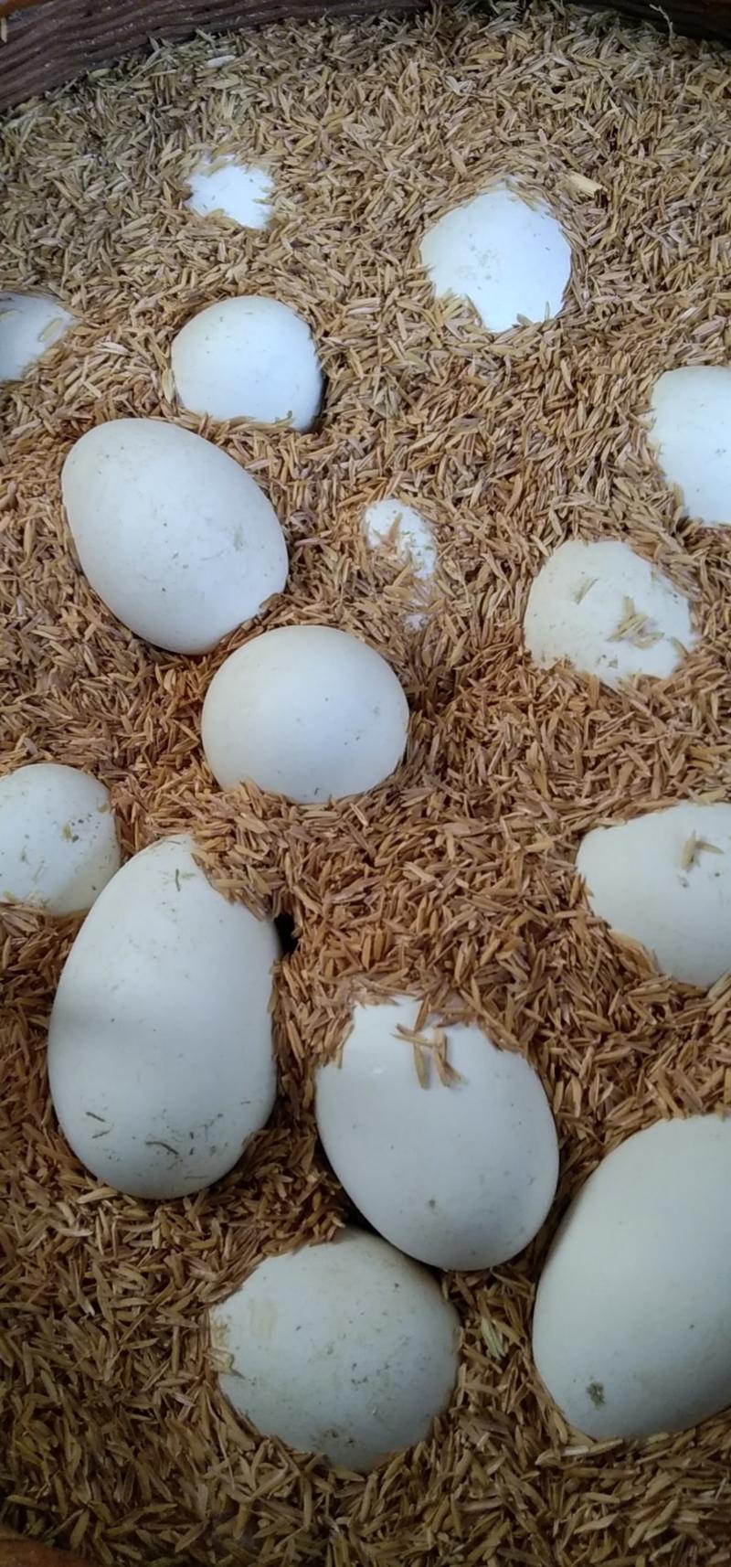自家养殖场的鹅蛋每天2000以上，当天发货，保证新鲜。