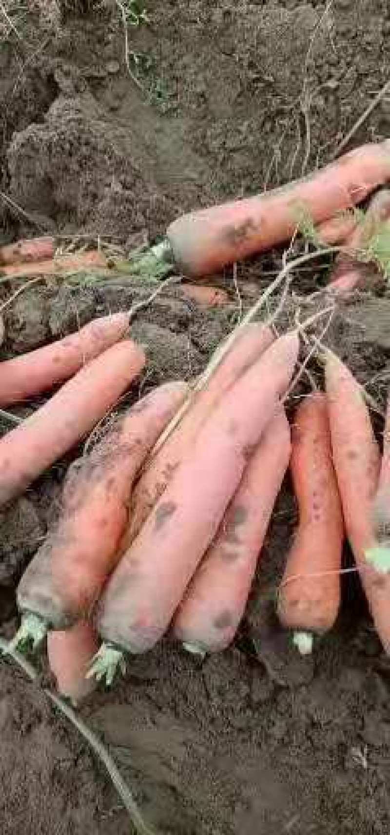 次品胡萝卜精品水洗胡萝卜通货各种规格胡萝卜