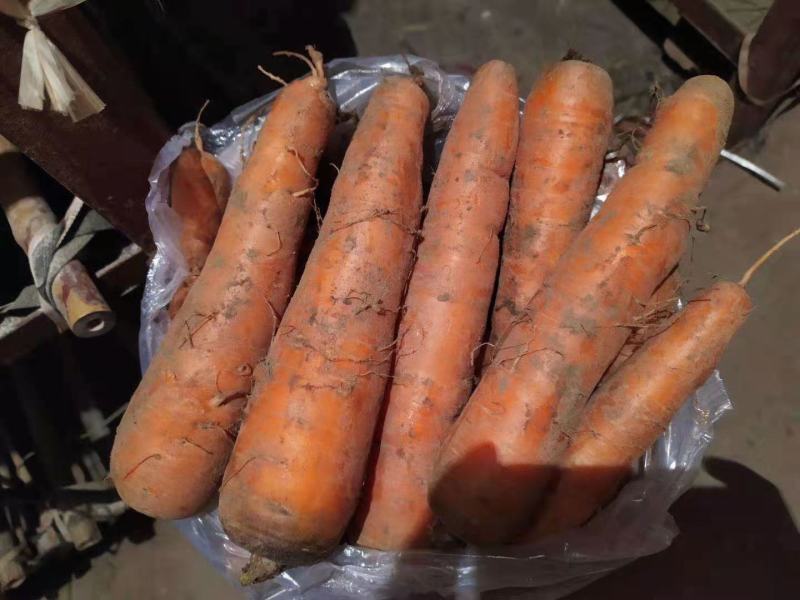次品胡萝卜精品水洗胡萝卜通货各种规格胡萝卜