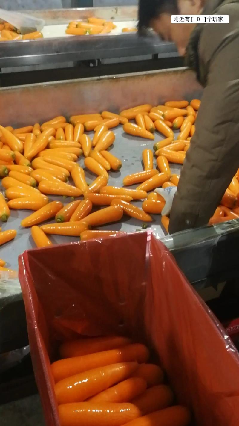 次品胡萝卜精品水洗胡萝卜通货各种规格胡萝卜