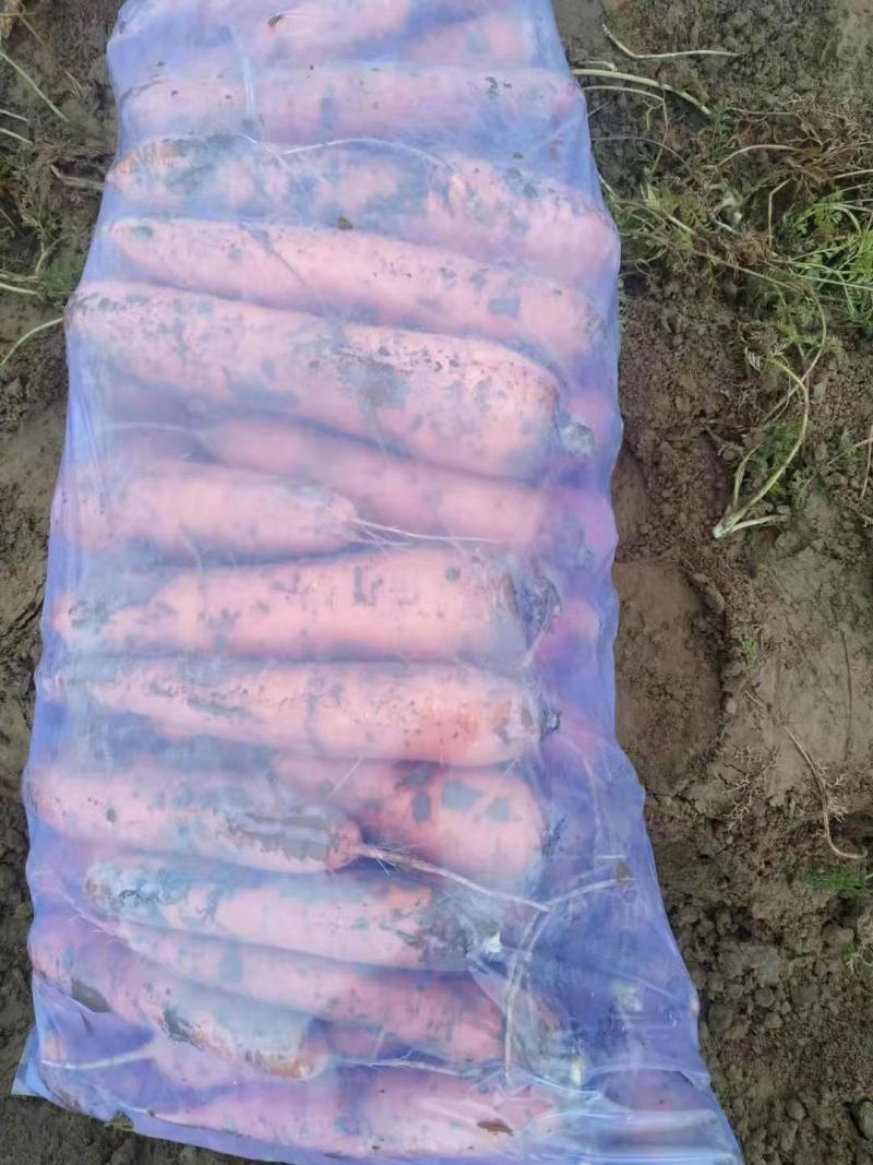 次品胡萝卜精品水洗胡萝卜通货各种规格胡萝卜