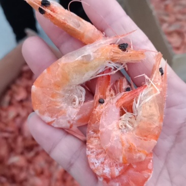 渤海湾海虾对虾无盐的海虾产地直发
