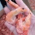 渤海湾海虾对虾无盐的海虾产地直发