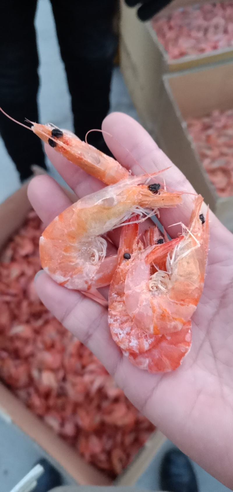渤海湾海虾对虾无盐的海虾产地直发