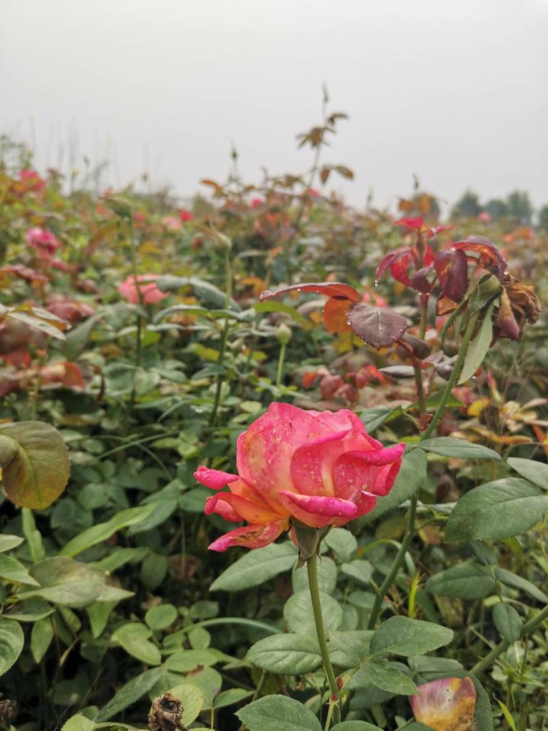 大花月季，大花月季杯苗，花朵硕大花形优美