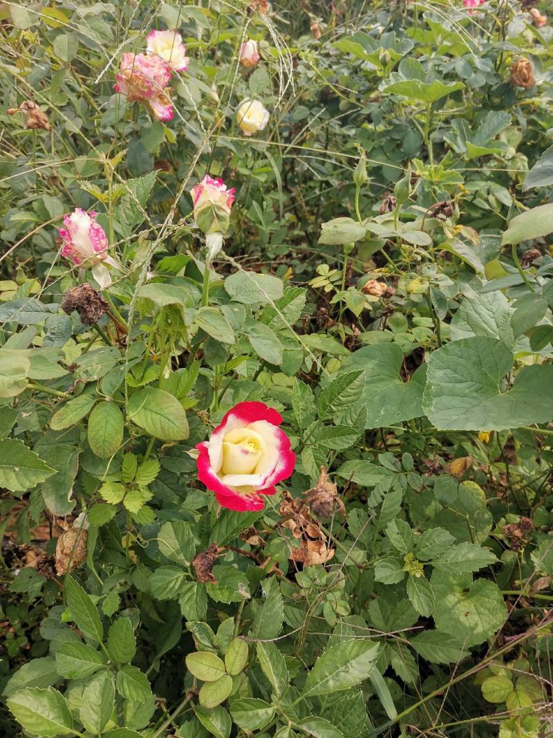 大花月季，大花月季杯苗，花朵硕大花形优美