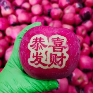 烟台栖霞优质苹果购销中心