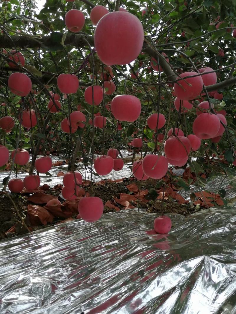 烟台栖霞优质苹果购销中心