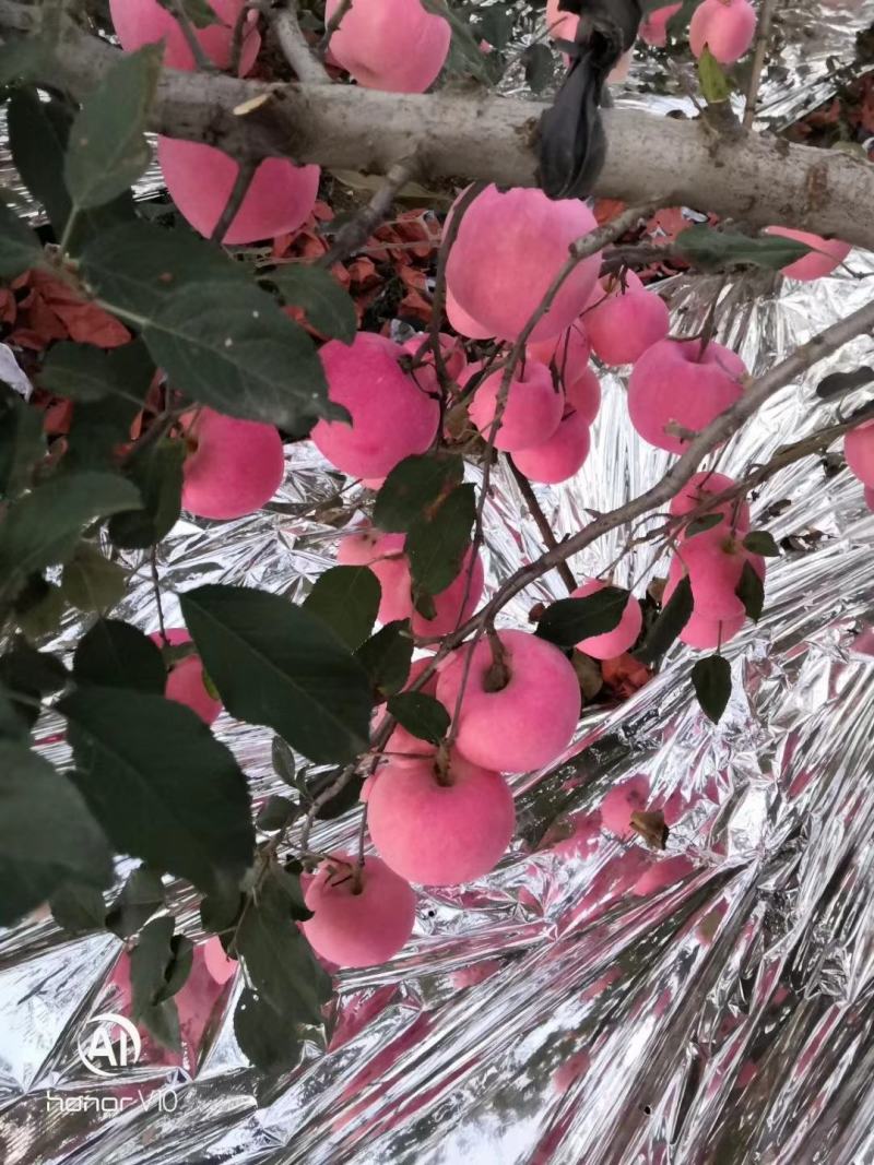 烟台栖霞优质苹果购销中心