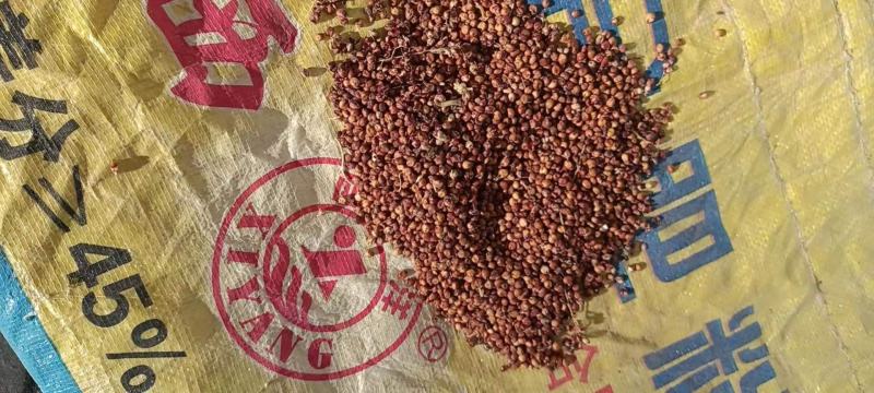 高粱红糯13出酒率高容重高