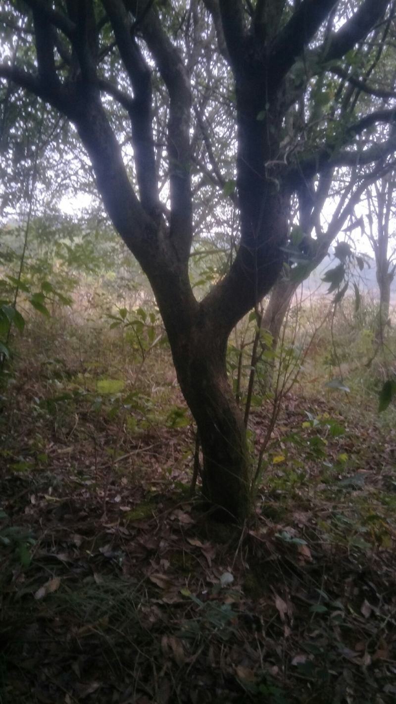 占地12公分，15公分到20公分补偿垃圾桂花树