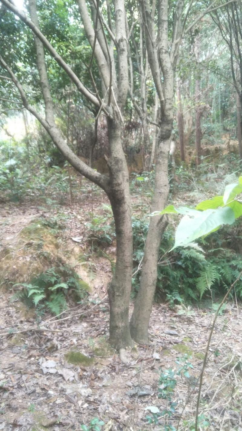 占地12公分，15公分到20公分补偿垃圾桂花树