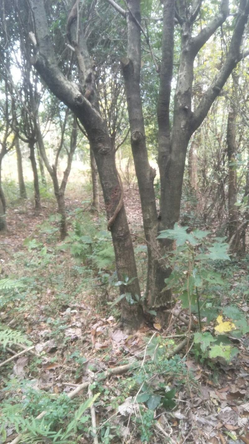 占地12公分，15公分到20公分补偿垃圾桂花树