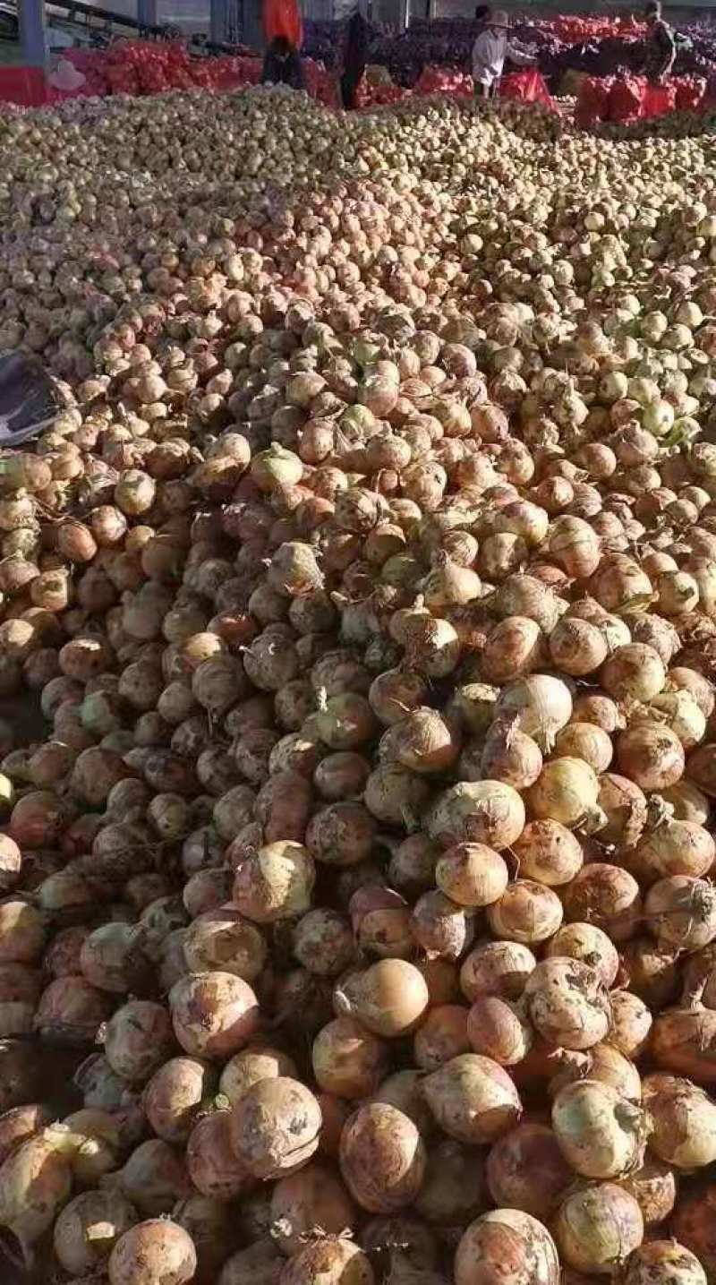 黄皮洋葱-基地直供-货源充足-保证质量。