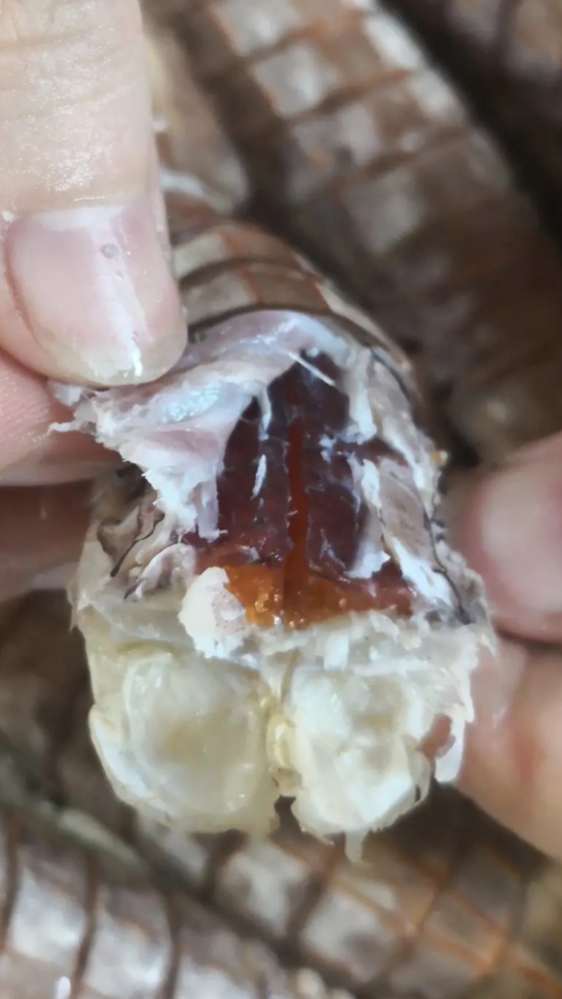 熟冻皮皮虾公皮皮虾母皮皮虾全国大货