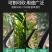 （包邮）高档锰钢柴刀锻打砍树刀户外开路刀农用劈柴刀割草刀