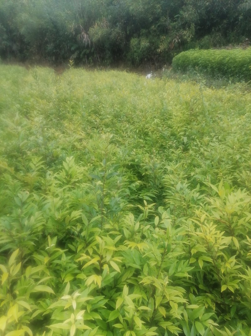 红椎苗！红椎袋苗，真实苗源，诚信可靠！基地直供！