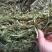 中药材全草凤尾草机压件