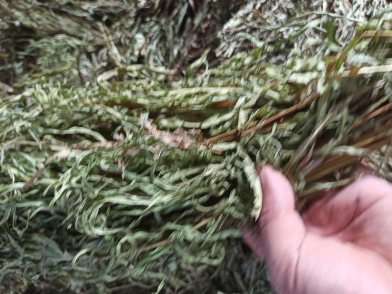 中药材全草凤尾草机压件