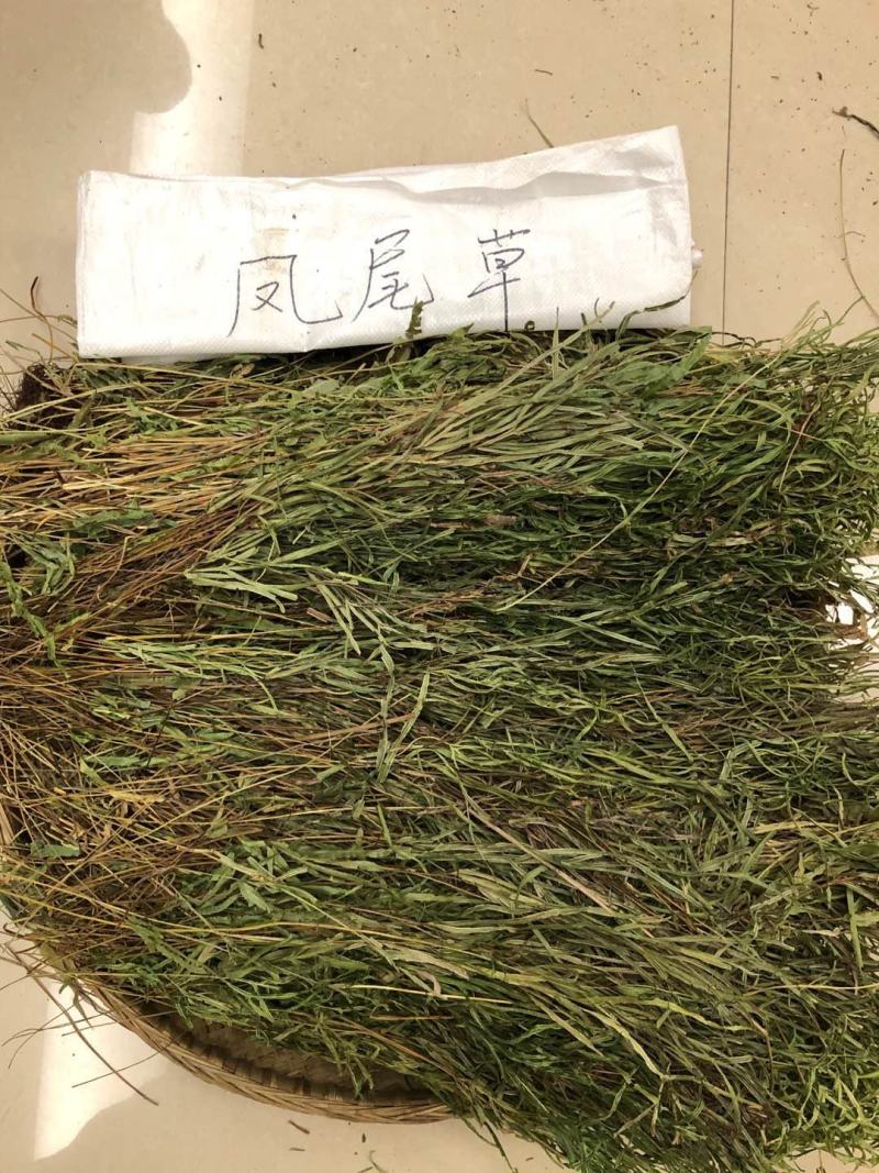 中药材全草凤尾草机压件