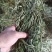 中药材全草凤尾草机压件