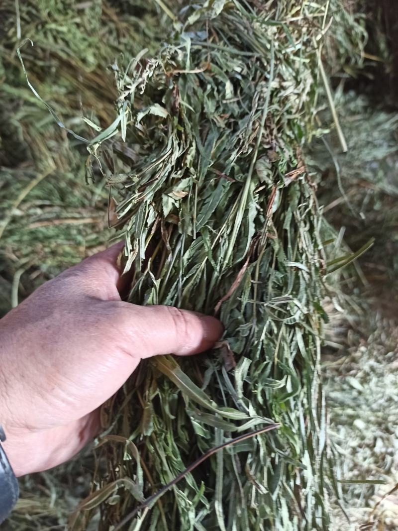 中药材全草凤尾草机压件