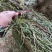 中药材全草凤尾草机压件