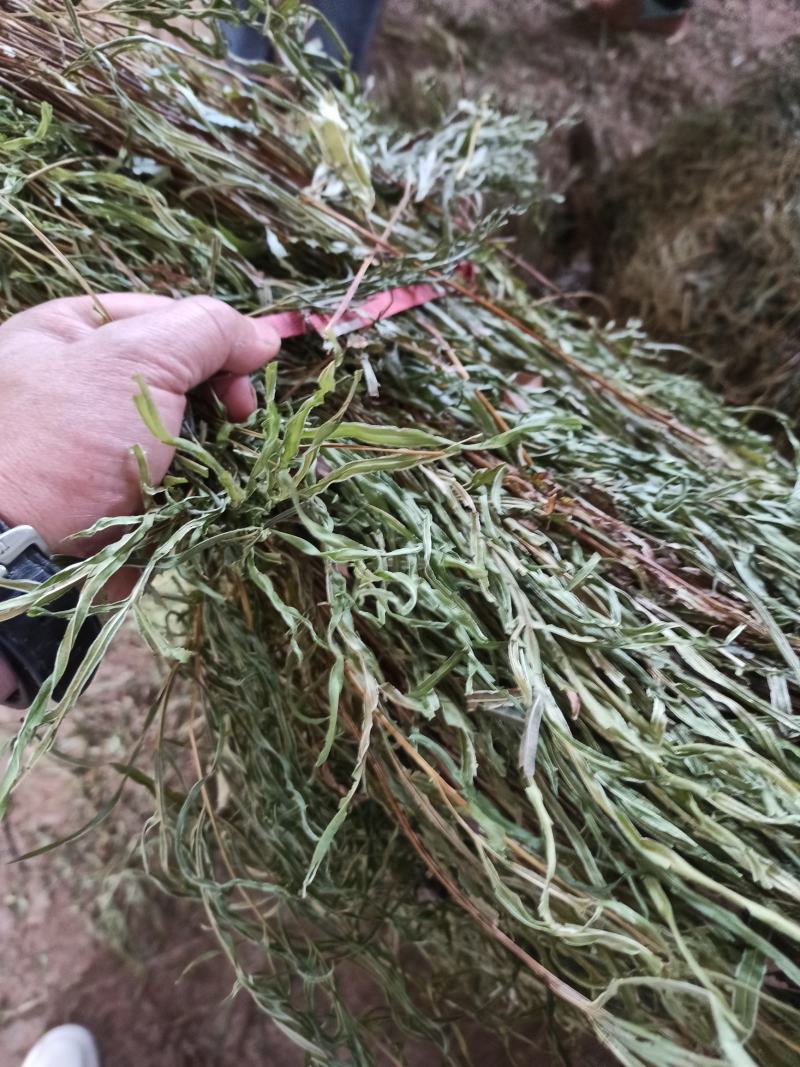 中药材全草凤尾草机压件