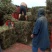 中药材全草凤尾草机压件