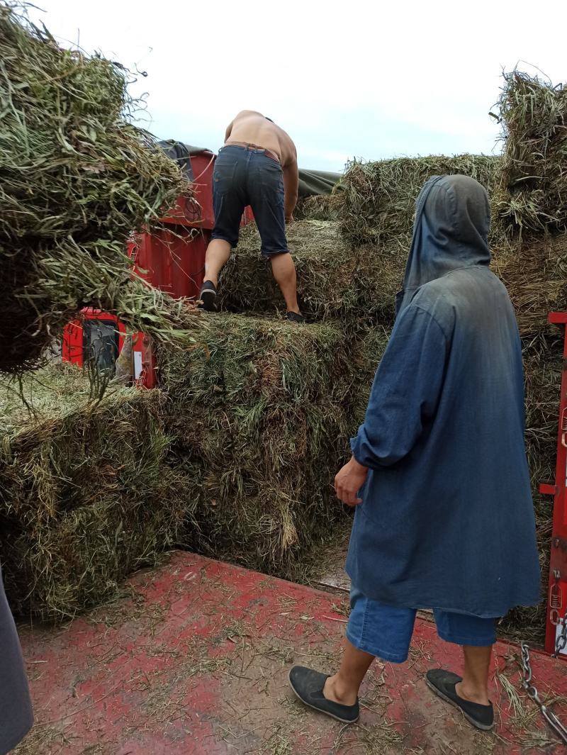 中药材全草凤尾草机压件