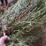 中药材全草凤尾草机压件