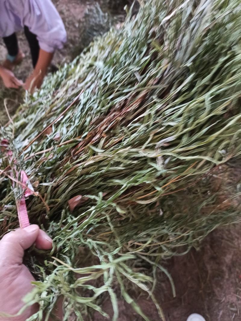 中药材全草凤尾草机压件
