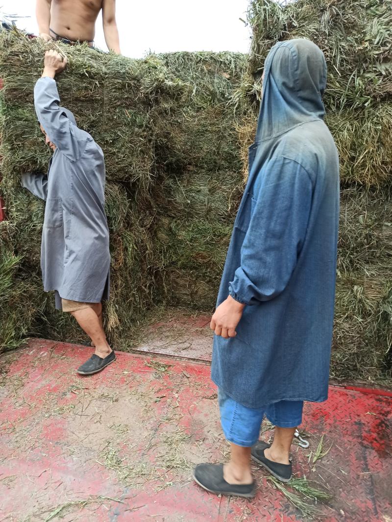 中药材全草凤尾草机压件