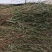 中药材全草凤尾草机压件
