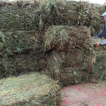 中药材全草凤尾草机压件
