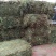 中药材全草凤尾草机压件